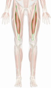 recto-femoral-3